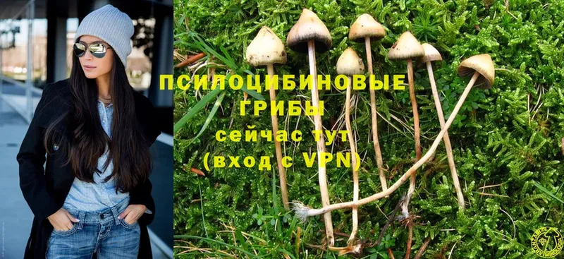 Галлюциногенные грибы Psilocybine cubensis  купить закладку  Дрезна 